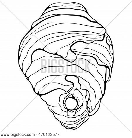 Hive Of Wild Wasps. Vespiary Residence Flying Insects Close Up. Vector Illustrations In Hand Drawn S