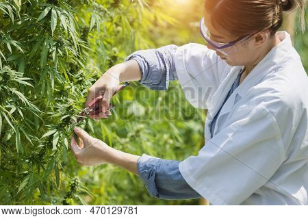 Female Scientist In A Hemp Field Checking Plants And Flowers, Alternative Herbal Medicine Concept, M