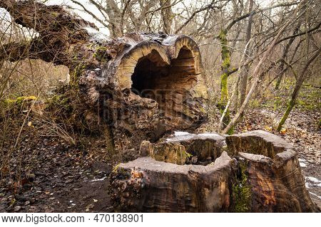 Cut Hollow Tree Trunk Lying On The Ground In A Forrest Surrounded By Leafless Small Trees Covered In
