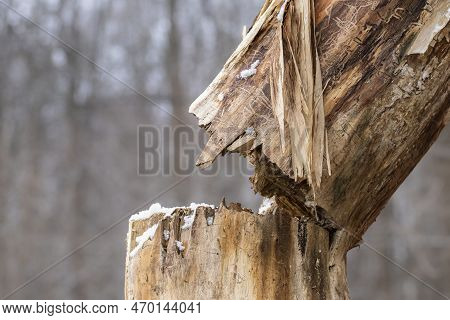 Broken Dry Tree Close-up.an Old, Broken Tree Without Bark After A Strong Wind In The Park.