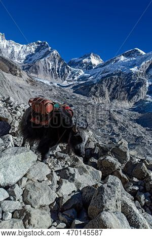 Yaks Is The Only Way To Carry Goods And Gas Up To Everest Base Camp. Yaks Carrying Empty Gas Cylinde