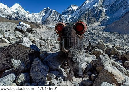 Yaks Is The Only Way To Carry Goods And Gas Up To Everest Base Camp. Yaks Carrying Empty Gas Cylinde