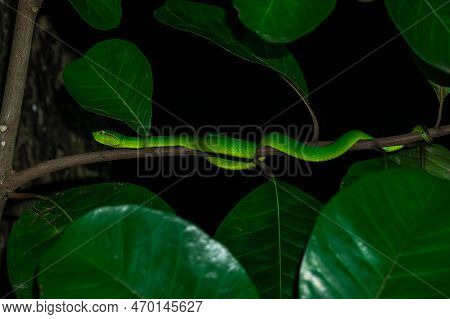 Borneo Keeled Pit Viper (tropidolaemus Subannulatus), One Of The Most Iconic Pit Viper In Borneo.