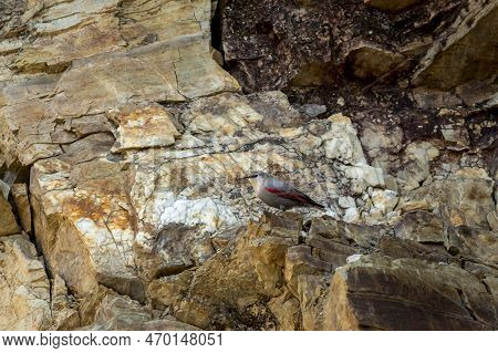 Wallcreeper Or Tichodroma Muraria A Passerine Bird On Hill Or Mountains Of Foothills Of Himalayas Ut