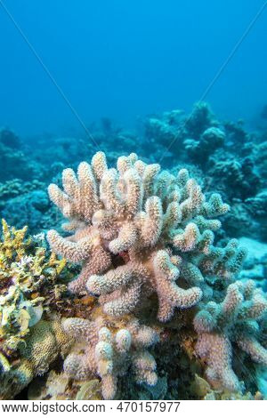 Colorful, Picturesque Coral Reef At Bottom Of Tropical Sea, Yellow Porites Porites Coral, Underwater