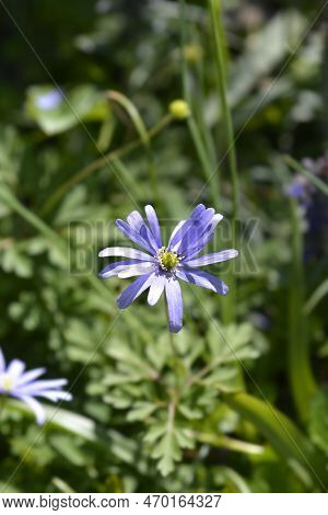Apennine Anemone Blue Flower In The Garden
