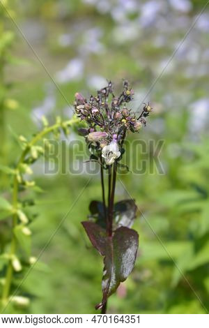 Foxglove Beardtongue Husker Red Flowers In The Garden