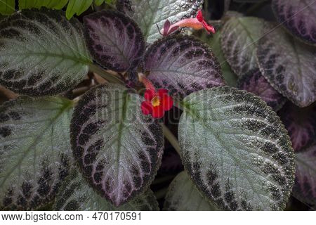 Red Flower Of Episcia Cupreata (hook.) Hanst, Flame Violet Strawberry Patch, Carpet Plant, Episcia O