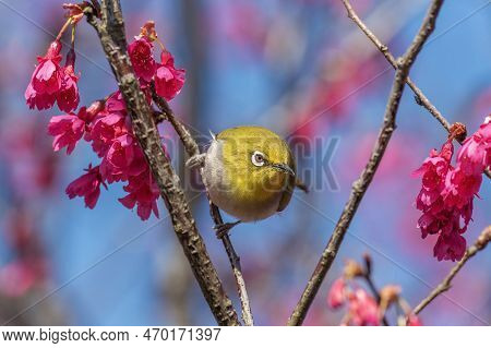 Bird Warbling White-eye And Prunus Cerasoides Flower In Springtime Season