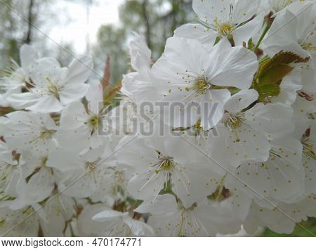 Cherry Bloosom In The Gardeb With Blue Backround. Spring Time And Trees Blooming In The Garden.