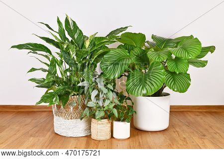 Different Tropical Large Houseplants In Flower Pots On Floor