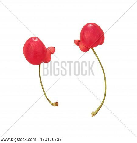 Funny Berries With A Penis Like Outgrowth, Isolated On A White Background