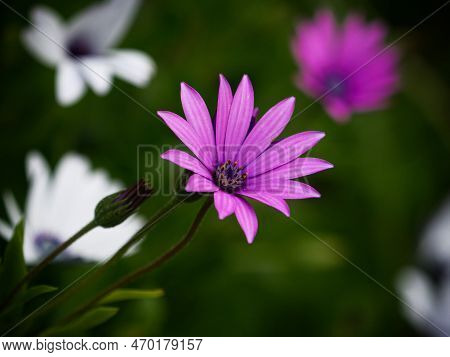 Macro Close Up Of Violet Purple Osteospermum Dimorphotheca Ecklonis African Daisy Cape Maguerite Flo