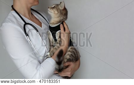 Spayed Cat In Postoperative Bandage. Veterinarian Doctor With Stethoscope Holding Pet After Cavitary