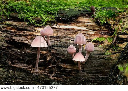 Wildlife of Europe- edible and inedible mushrooms growing in forest.