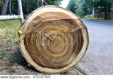 Annual Rings Of Sawn Tree. Trunk Of Old Poplar Tree, Sawn Into Pieces. Preparation Of Wood For Chopp