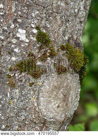 Moss Growing On Textured Tree Bark With Lichen