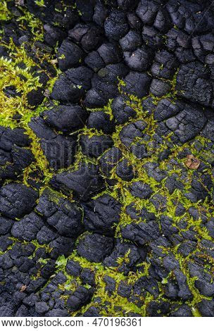 Burned Wood From A Control Fire Is Colonized With Moss On The Forest Floor, Ryerson Woods Conservati