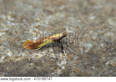 Closeup On A Tiny Colorful Yellow-triangle Slender Moth, Caloptilia Alchimiella, Sitting On A Stone