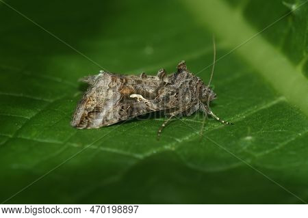 Closeup On The Silver Y Owlet Moth, Autographa Gamma On A Green Leaf