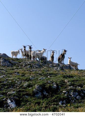 Berggeiten