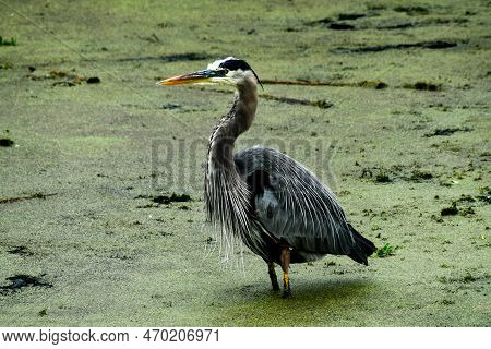 Grat Blue Heron In The Orlando Wetlands