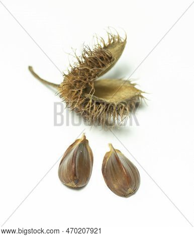 Beechnut Isolated On White Background. Beech Fruit. Close Up. Macro.