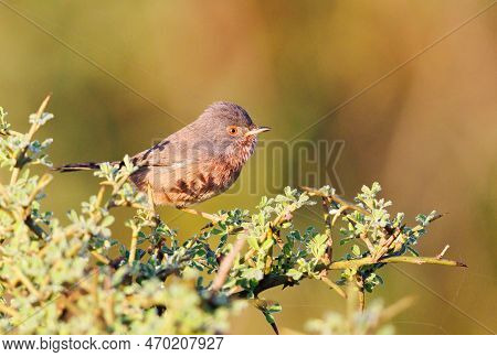 Dartford Warbler Perched On A Shrub During Sunset
