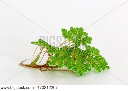 Green Azolla Microphylla  On White Background. Used As An Ingredient In Animal Feed.