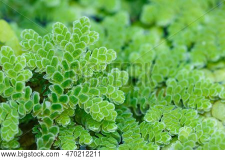 Growing Green Azolla Microphylla Used  An Ingredient In Animal Feed  Or As Compost,close Up