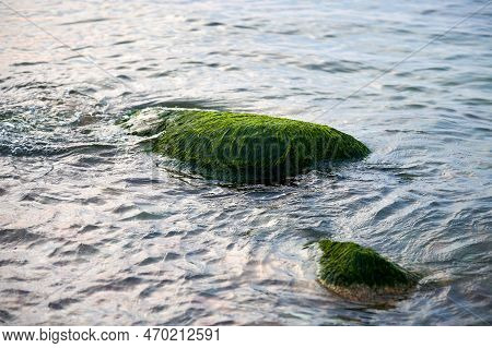 Sea Green Algae On Stone In Water. Wet Seaweed Covered Stone, Blue Sea Water Around. Green Seagrass 