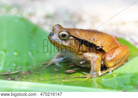 Dyscophus Guineti, False Tomato Frog Or The Sambava Tomato Frog, Is A Species Of Frog In The Family 