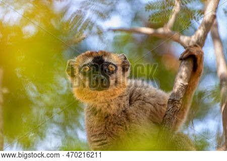 Red-fronted Lemur (eulemur Rufifrons), Female Hanged On Tree. Endangered Endemic Animal In Kirindy F