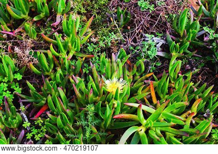 Close-up View Of Wild Succulent Plants Carpobrotus Edulis (hottentot-fig) At Cabo Da Roca Cape. West