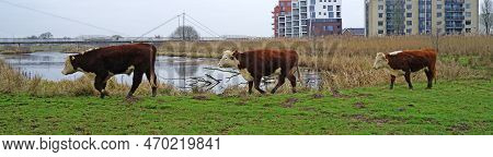 Three Hereford Cows Walk One Behind The Other On The Floodplains Of The River Vecht. Hardenberg, A C