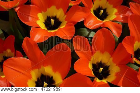 Orange  Fosteriana Tulip With A Yellow Heart. Bright Colored Spring Background.