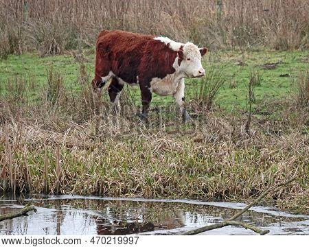 A Red-white Hereford Cow Walks Away From A River. She Is On A Floodplain Of The Vecht Near Hardenber