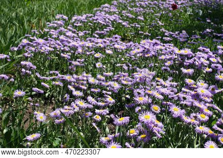 Multifold Violet Flowers Of Erigeron Speciosus In June