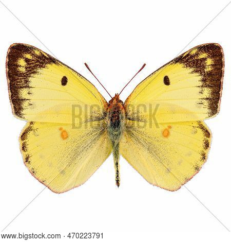Pale Clouded Yellow Butterfly, Colias Hyale On White