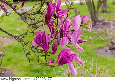 Branches Of Blooming Magnolia Liliiflora, Also Known As Purple Lily Magnolia Against The Lawn In Ove