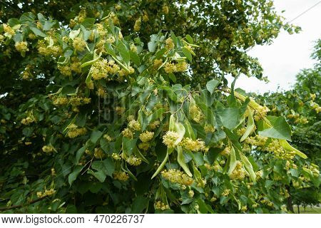 Multifold Of Flowers Of Linden Tree In June