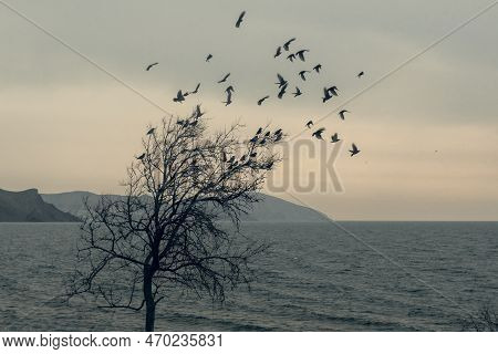 Silhouette Of Lonely Tree With Flying Birds By The Black Sea. Crimea
