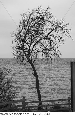 Silhouette Of Lonely Tree By The Black Sea. Crimea. Black And White