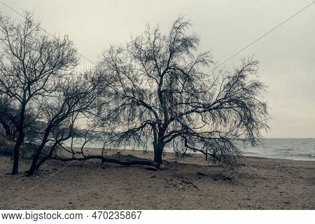 Silhouette Of Trees On Beach Of Black Sea. Crimea