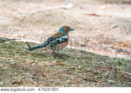 Common Chaffinch, Fringilla Coelebs, Sits On The Ground In Spring. Common Chaffinch In Wildlife.