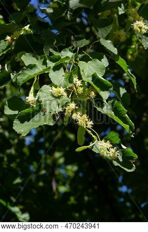 Linden Yellow Blossom Of Tilia Cordata Tree Small-leaved Lime, Little Leaf Linden Flowers Or Small-l