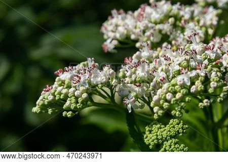 In The Wild, Elderberry Herbaceous Sambucus Ebulus Blooms In Summer.