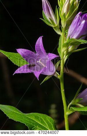 Campanula Trachelium Blossoms On Dark Background. Summer Forest.