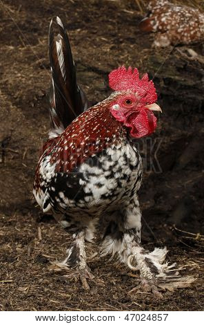 Kogut kogut chanticleer