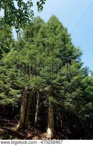 Fir Forest Landscape In Abetone Mountains In Summer . Tuscany, Italy